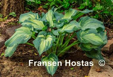 Hosta Guardian Angel - Fransen Hostas